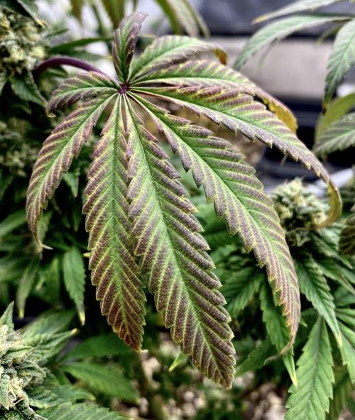 Three out of Five in a Four. Week 16 - 27th, Fan Leaf tapping out on the S.S.