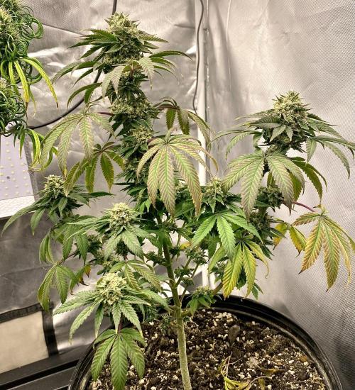 Three out of Five in a Four. Week 16 - 27th, Stockton Slap gets put in the dark tomorrow! Times Up!