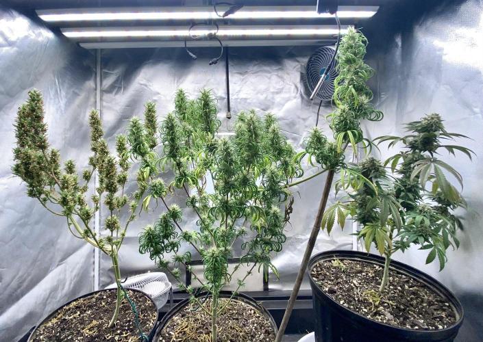 Three out of Five in a Four. Week 16 - Dec 27th