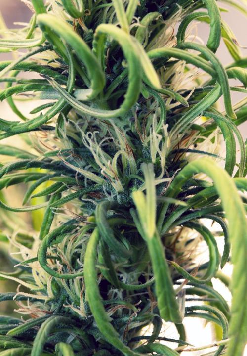 Three out of Five in a Four. Week 15 - 23rd,
PR x MG