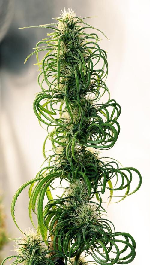 Three out of Five in a Four. Week 15 - 23rd,
PR x MG