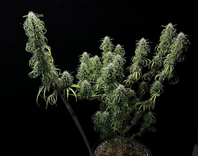 Three out of Five in a Four. Week 16 - Dec 28th, Panama 🇵🇦 Red x Malawi 🇲🇼 Gold mid-week 10