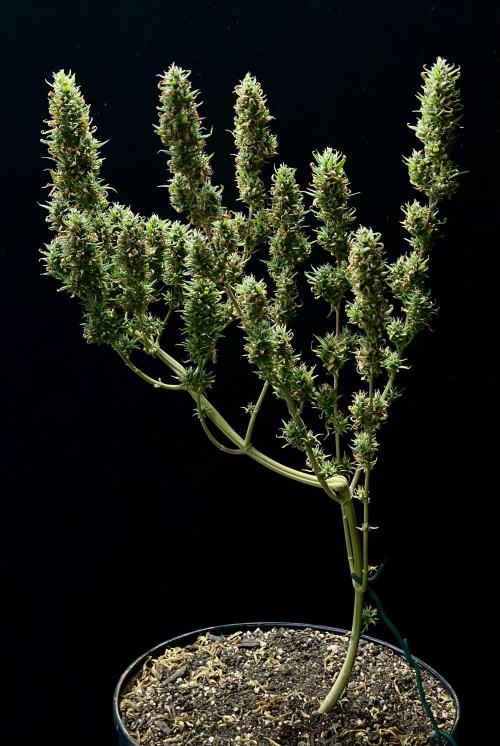 Three out of Five in a Four. Week 16 - 29th, Saglana Salchak aka bai taiga x salmon creek big bud