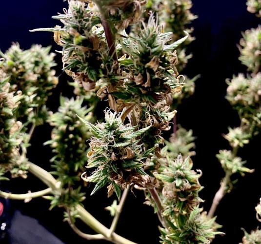 Three out of Five in a Four. Week 16 - 29th