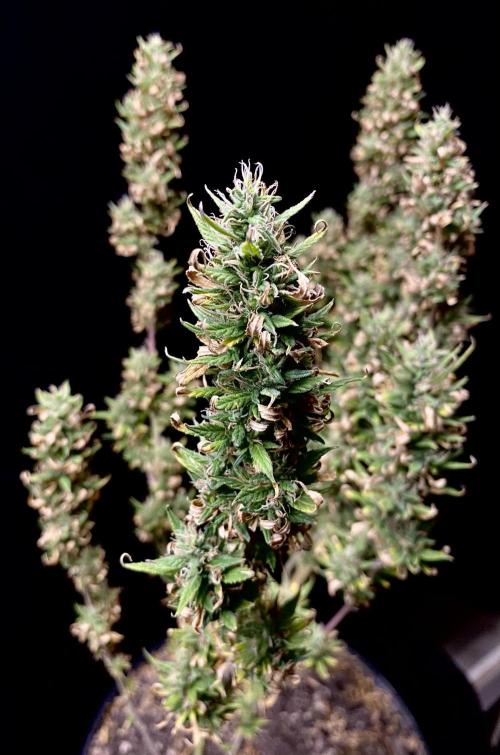 Three out of Five in a Four. Week 16 - 29th