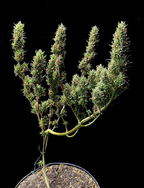 Three out of Five in a Four. Week 16 - 29th