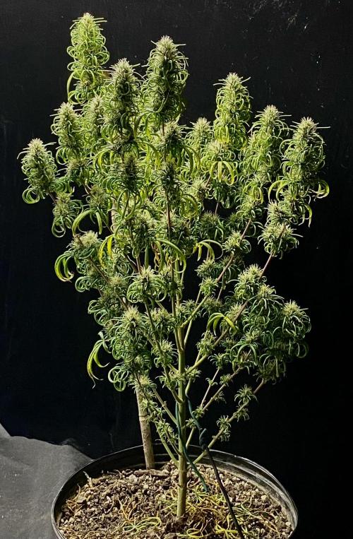 Three out of Five in a Four. Week 16 - 28th, PR x MG