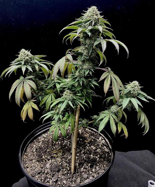 Three out of Five in a Four. Week 17 - 28th 