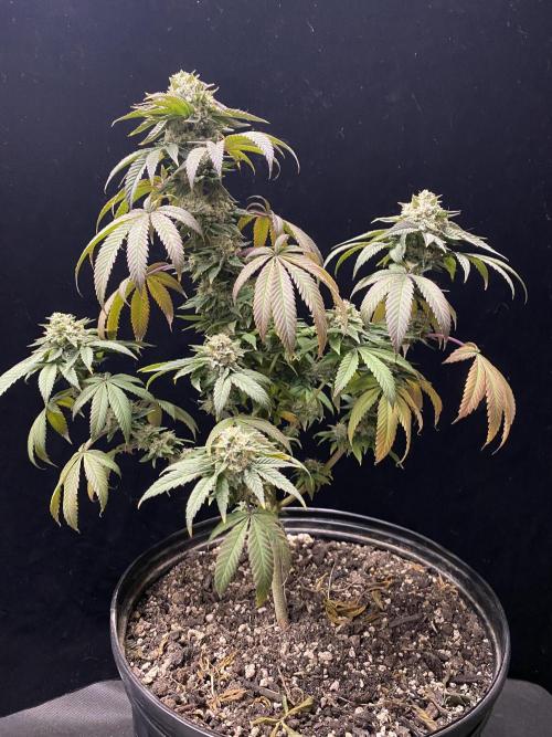 Three out of Five in a Four. Week 17 - 28th 