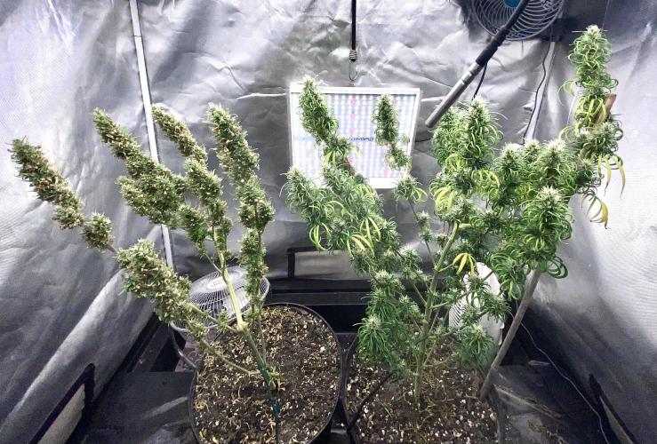 Three out of Five in a Four. Week 16 - 31st, 2 plants it is… smaller tent in the near future
