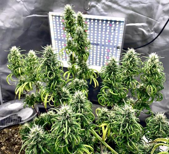 Three out of Five in a Four. Week 16 - 31st, Panam Red x Malawi Gold is primed and ready