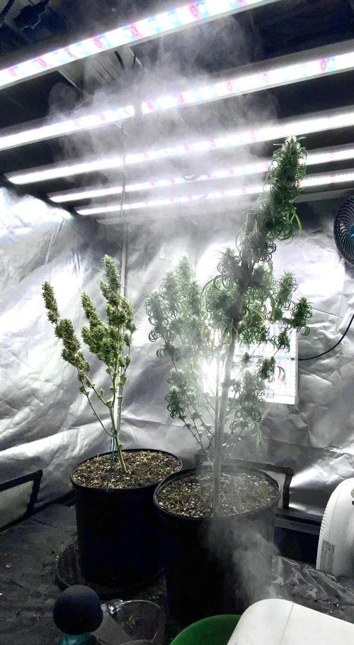 Three out of Five in a Four. Week 16 - 31st, let there be some moisture. Wide-angle & deceiving. Fan blows this around