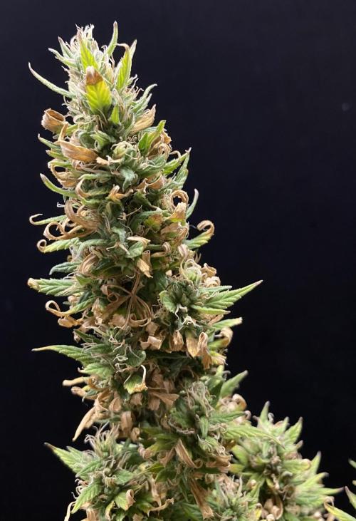 Three out of Five in a Four. Week 16 - 30th, I’ll clean-up some of the Burnt-Sugarz landscaping… 
Saglana Salchak 