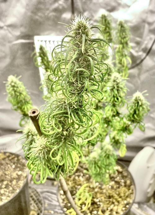 Three out of Five in a Four. Week 17 - Jan 1st pm, Panama Red x Malawi Gold