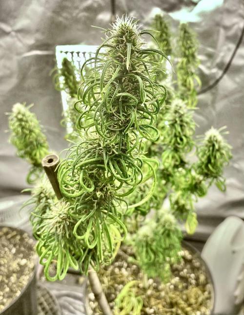 Three out of Five in a Four. Week 16 - Jan 1st, PR x MG cola