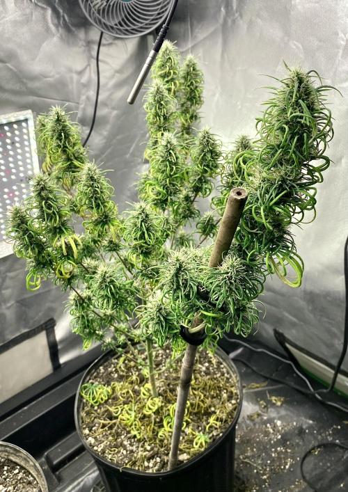 Three out of Five in a Four. Week 18 - 6th, PR x MG