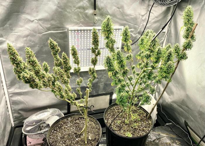 Three out of Five in a Four. Week 18 - The pair of plants.