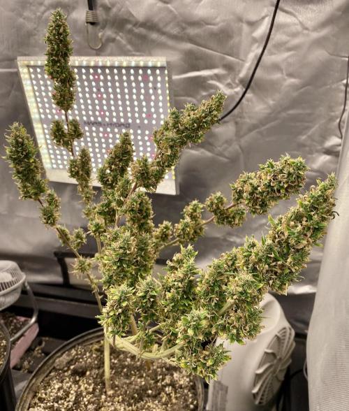 Three out of Five in a Four. Week 18 - 14th, Saglana Salchak gets trimmed-up tonight. 