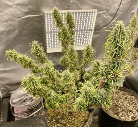 Three out of Five in a Four. Week 18 - 14th, PR x MG trudges along 