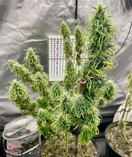 Three out of Five in a Four. Week 19 - Here is the Panama Red x Malawi Gold