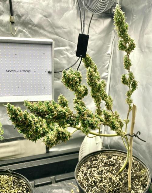 Three out of Five in a Four. Week 19 - 20th, Saglana Salchak