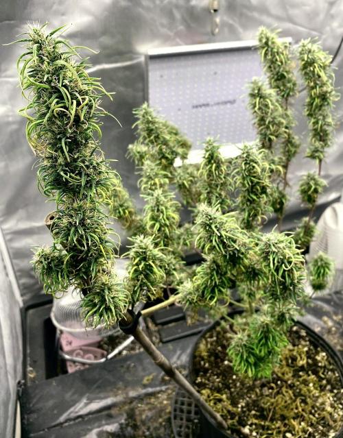 Three out of Five in a Four. Week 19 - 20th, Panama Red x Malawi Gold. 