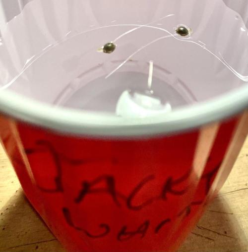 2026 Medley. Week 0 - 21st, one of the FEMS; Jacky White seeds are Soo Ready