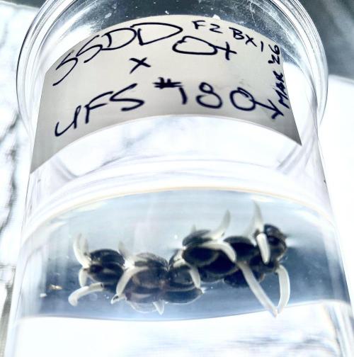 2026 Medley. Week 0 - Seeing if these seeds work :
SSDD x UFS #18
