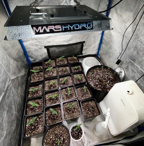 2026 Medley. Week 1 - 27th, 1st day of Veg