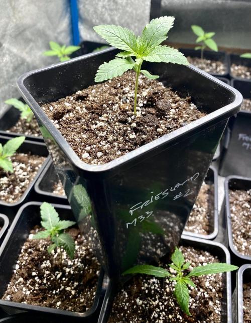 2026 Medley. Week 1 - 29th, FRIESLAND M33