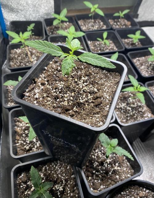 2026 Medley. Week 1 - 29th Panama Red