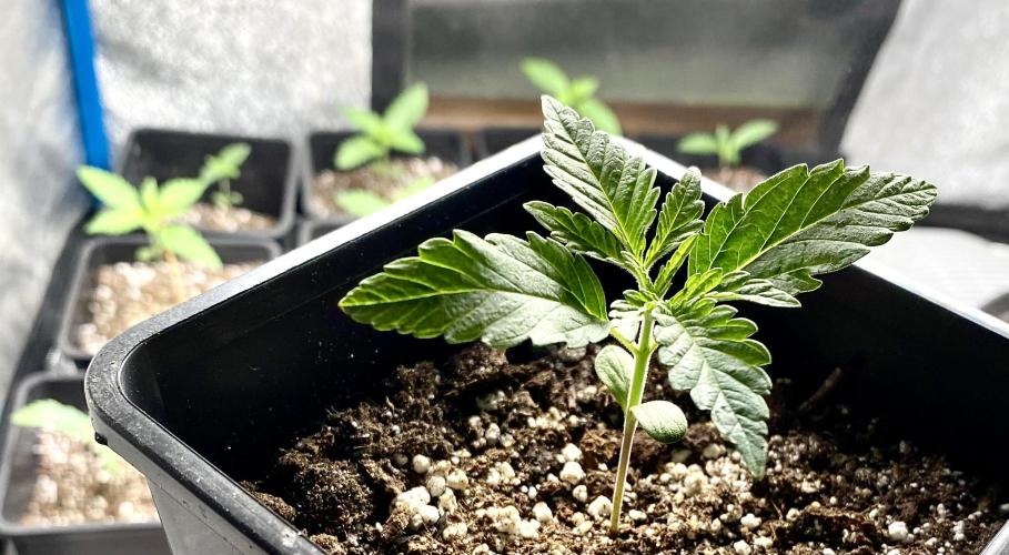2026 Medley. Week 1 - 29th, Black Willie OSBA thc version 