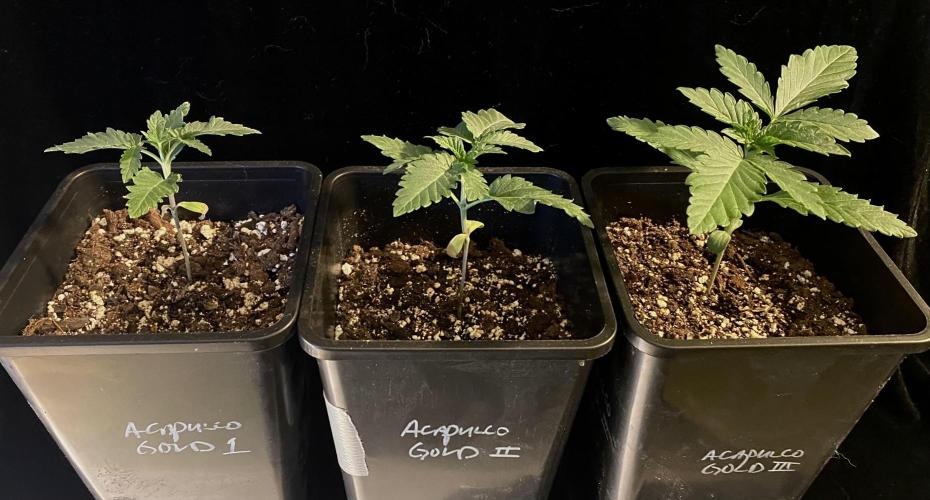 2026 Medley. Week 1 - ACAPULCO GOLD bag-seed Nukeheads