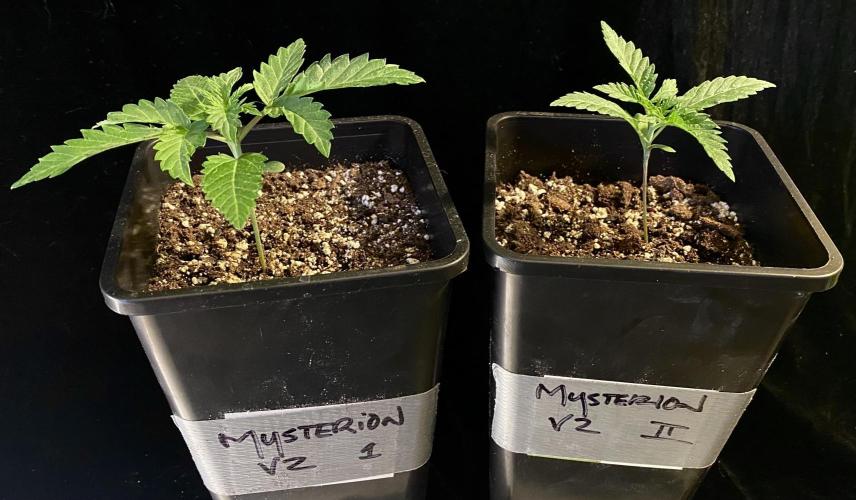 2026 Medley. Week 1 - MYSTERION V2 black market breeders 