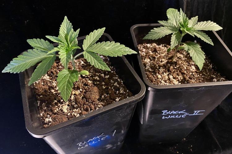 2026 Medley. Week 1 - BLACK WILLIE High THC version O.S.B.A.