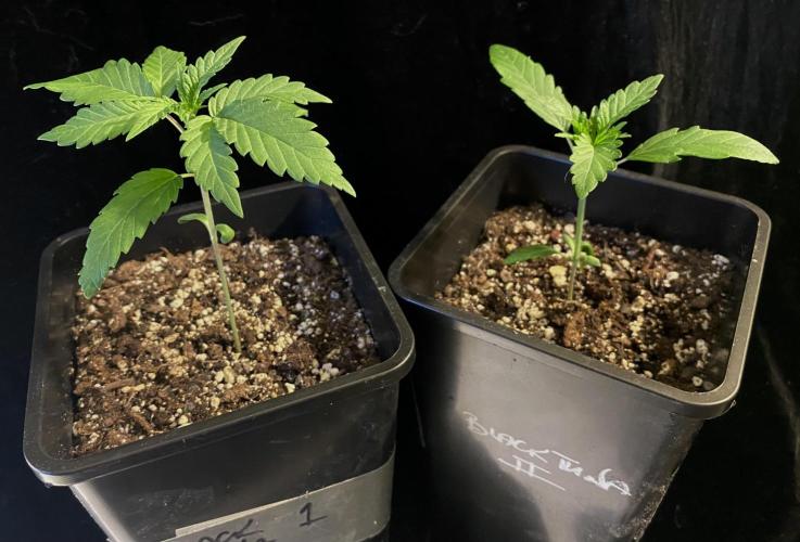 2026 Medley. Week 1 - BLACK TUNA, mutant on the right