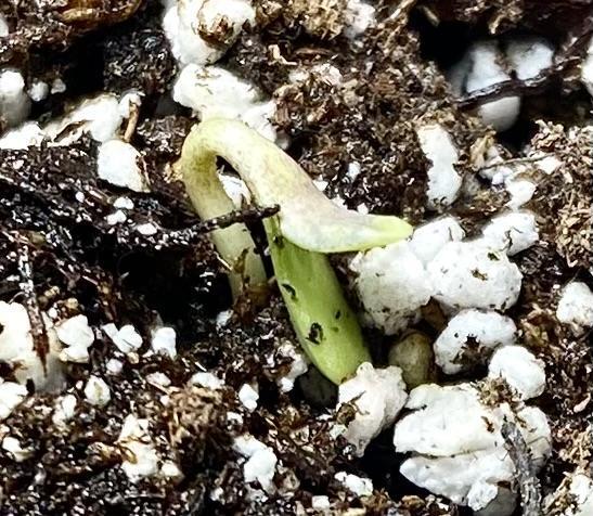 2026 Medley. Week 2 - Apr 4th, Hot Butter pheno breaks ground… SSDD f3