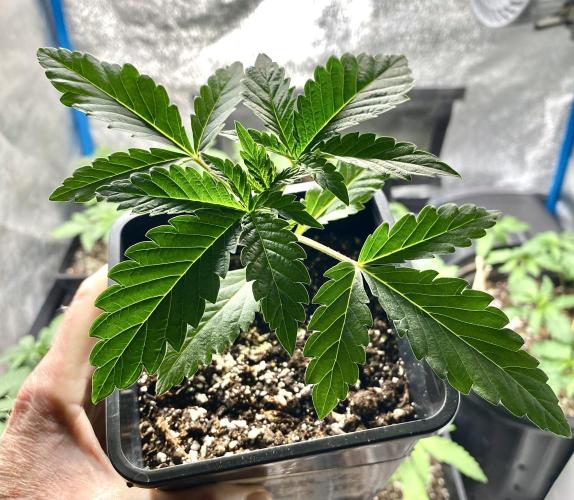 2026 Medley. Week 2 - 5th, Acapulco Gold