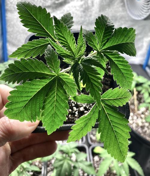 2026 Medley. Week 2 - 5th, Hawaiian Snow