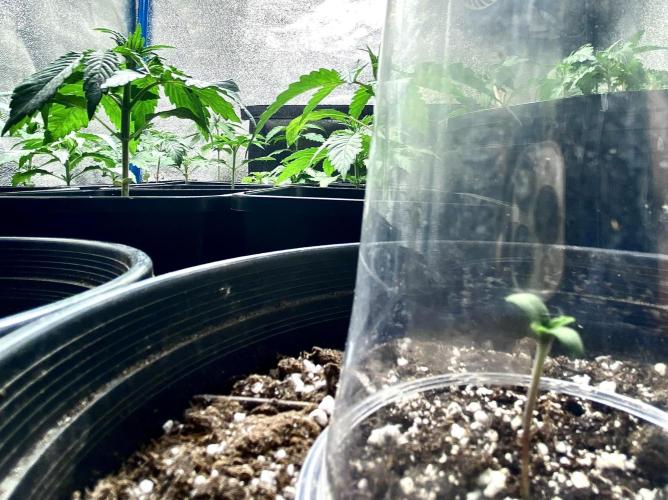 2026 Medley. Week 2 - 5th, Hot Butter pheno… SSDD f3 