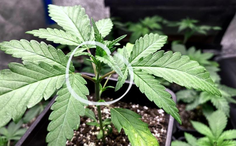 2026 Medley. Week 2 - 6th, we have a trifoliate on the slightly Odd Black Tuna