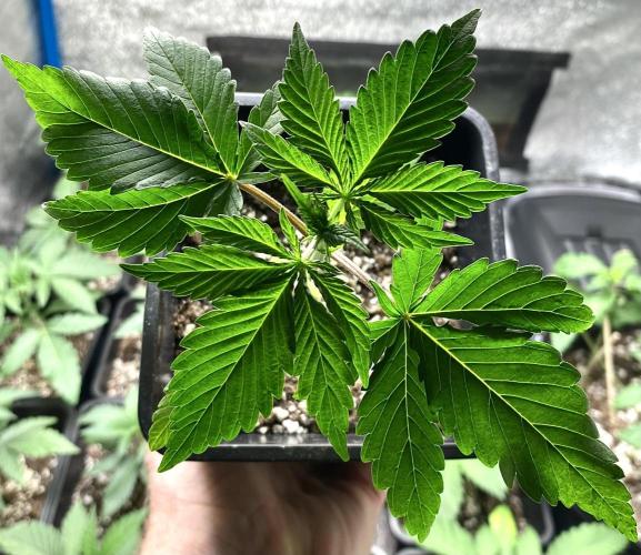 2026 Medley. Week 2 - 6th, Green Mountain Grape, 7-leaves already 😆 