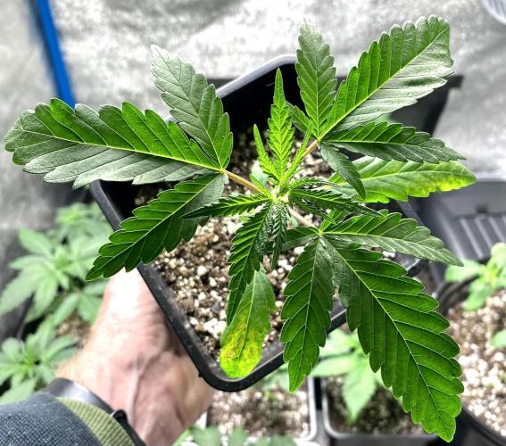 2026 Medley. Week 2 - 7th, Trifoliate or Tri-Leaf