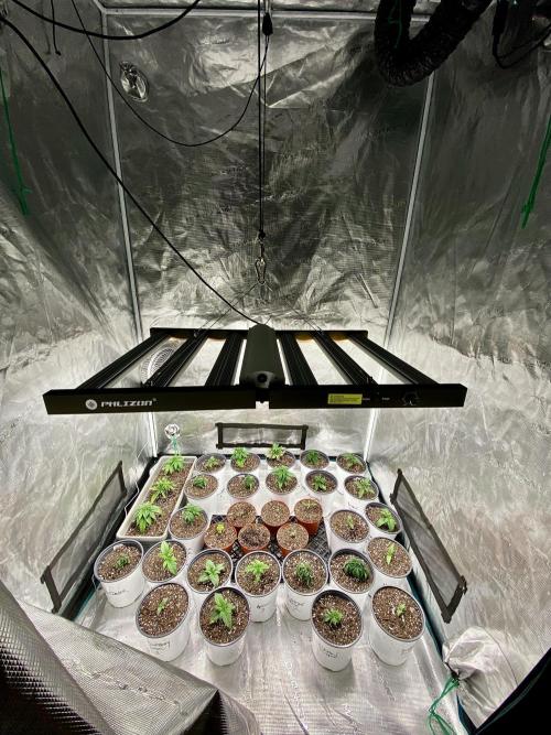 2026 Medley. Week 2 - FEM tent had a small upgrade. Fresh Soil etc… triage of sorts
Straight ahead 