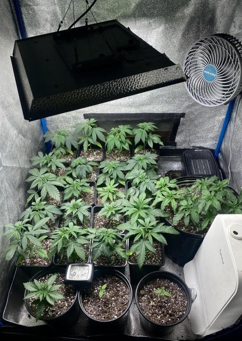 2026 Medley. Week 2 - Apr 9, last day of week 2 in Veg. Amended and Watered ! 