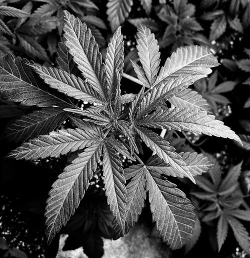 2026 Medley. Week 2 - 9th, tri-leaf, (trifoliate) 3 leaves on each of 3 levels now 