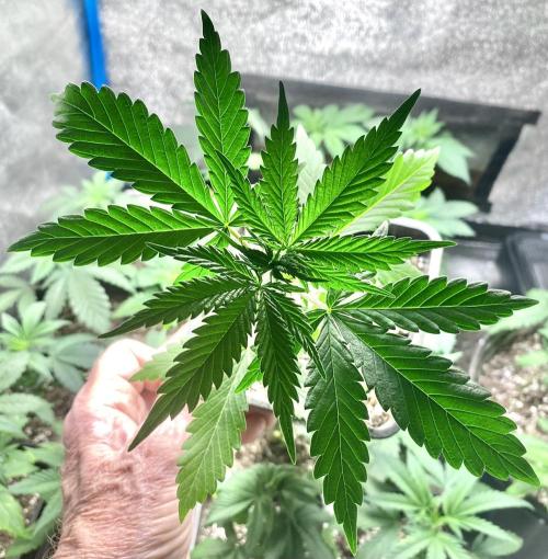 2026 Medley. Week 2 - 9th, Hawaiian Snow