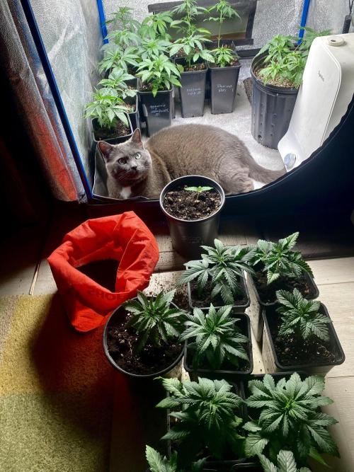 2026 Medley. Week 3 - 9th, Gunner making sure None missed a Top-Dressing