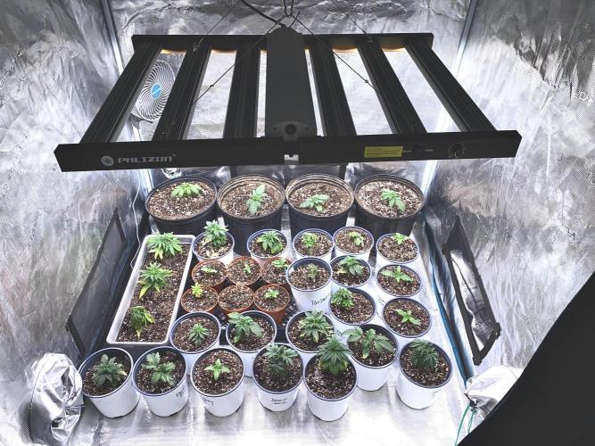 2026 Medley. Week 3 - 11th, FEM tent treated w/ root inoculant & a Foliar spray
Autos = 3-gal