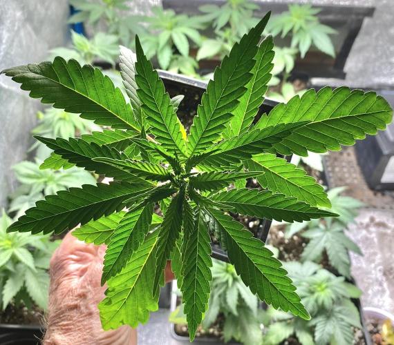 2026 Medley. Week 3 - 11th, Black Tuna Tri-Leaf continues to grow 